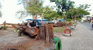 Tebang Pohon Tanpa Izin Bupati, Disperkimtan Serahkan Ke PPNS