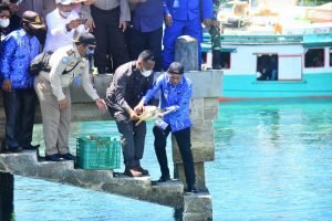 Peduli Ekosistem Laut, Bupati Sofyan Kaepa Lepas Penyu