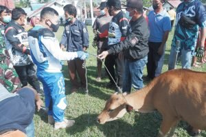 Serahkan Bantuan 17 Ekor Sapi di Hunduhon, Bupati: Rawat dan Manfaatkan Dengan Baik