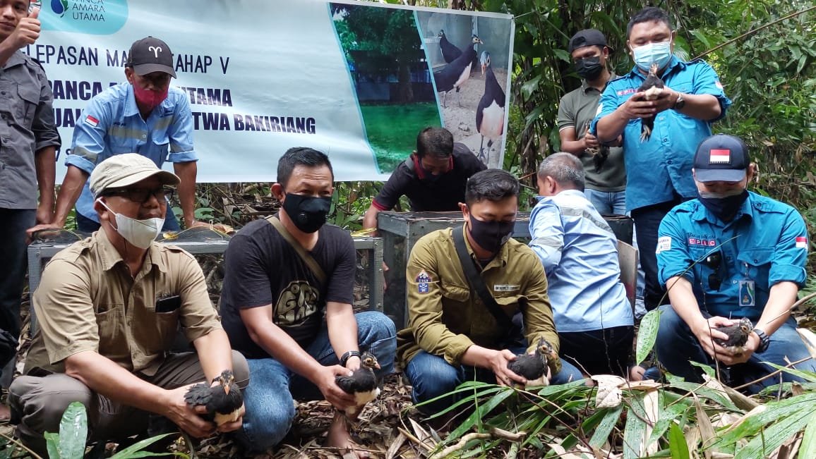 ESSA PT.Panca Amara Utama (PAU), kembali lepas liarkan 35 satwa endemik Sulawesi  burung maleo (macrocephalon) di suaka margasatwa Bakiriang, Kecamatan Moilong, Kabupaten Banggai, Sulteng Jumat (17/09/2021).[Foto:Istimewa]