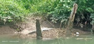 Warga Balut Heboh, Lihat Buaya Berjemur di Bantaran Sungai Mampaliasan