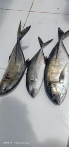 Berantas Bom Ikan di Banggai Laut Butuh Dukungan Seluruh Stakeholder