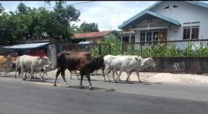 Bikin Resah, Kawanan Sapi Masuk Pemukiman