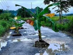 Kesal tak Kunjung Diperbaiki, Warga Tanam Pohon Pisang di Jalan Rusak Desa Bantayan Banggai
