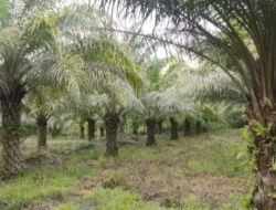 Sawit Jadi Tumpuan Hidup, Petani di Toili Ini Ucapkan Terimakasih ke PT.KLS