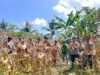 Polsek Bunta Bersama Petani Gelar Panen Jagung di Lahan Tumpang Sari