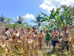 Polsek Bunta Bersama Petani Gelar Panen Jagung di Lahan Tumpang Sari