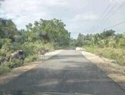 Penertiban Hewan Ternak Belum Maksimal, Sapi Masih Bebas Berkeliaran di Jalan Poros Luwuk Utara