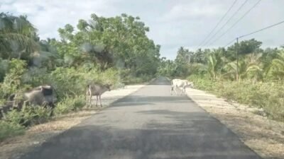 Penertiban Hewan Ternak Belum Maksimal, Sapi Masih Bebas Berkeliaran di Jalan Poros Luwuk Utara