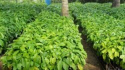 Bantuan Bibit Kopi Robusta Diduga Diperjualbelikan Oknum Kelompok Tani