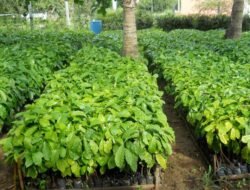 Bantuan Bibit Kopi Robusta Diduga Diperjualbelikan Oknum Kelompok Tani