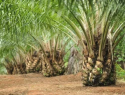 Investasi PT.KLS, Miliaran Rupiah Uang Beredar di Bungku Utara dan Mamosalato