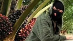 Pencurian Buah Sawit di Baturube Kian Brutal, Petani Resah, Minta Polisi Bertindak
