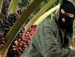 Pencurian Buah Sawit di Baturube Kian Brutal, Petani Resah, Minta Polisi Bertindak