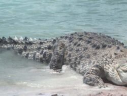 Buaya Berukuran Besar Muncul di Perairan Pagimana, Warga Diminta Waspada