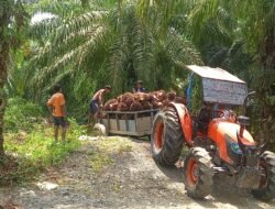 PT KLS Buka Suara Soal Kebun Sawit di Morut, Beroperasi Sejak 1997, Semua Berizin