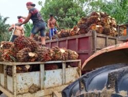 PT KLS Buka Suara Soal Legalitas Perkebunan di Morut, Lakukan Migrasi Perizinan Lama ke Online