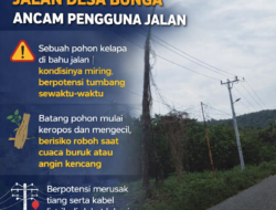 Pohon Kelapa Miring di Ujung Jalan Desa Bunga Ancam Pengguna Jalan