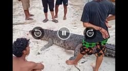 Warga Bilalang Digegerkan Dengan Penemuan Temukan Buaya di Perairan Kayutanyo 