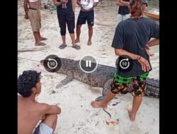 Warga Bilalang Digegerkan Dengan Penemuan Temukan Buaya di Perairan Kayutanyo 