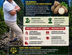 DILEMA: ANTARA PENDAPATAN PETANI UBI BANGGAI DAN KEBIJAKAN IZIN TAMBANG BATU GAMPING