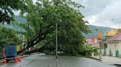 Pohon Pelindung Tumbang Nyaris Makan Korban, Ojek Luwuk Desak Aksi Cepat Pemda