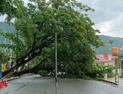 Pohon Pelindung Tumbang Nyaris Makan Korban, Ojek Luwuk Desak Aksi Cepat Pemda