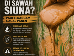 Limbah Ore Diduga Cemari Sawah Petani Siuna, Padi Terancam Gagal Panen