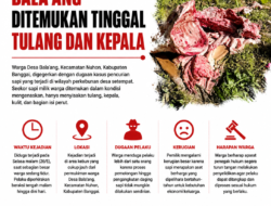 Diikat di Kebun, Sapi Milik Warga Bala’ang Ditemukan Tinggal Tulang dan Kepala