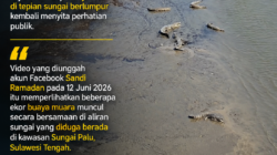 Belasan Buaya Muncul di Sungai Palu, Video Viral Kembali Ingatkan Ancaman Konflik Satwa dan Manusia