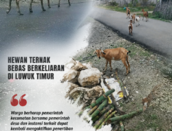 Penegakan Perda Hewan Ternak Mati Suri, Ternak Bebas Berkeliaran di Luwuk Timur