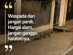 Ngeri! Buaya Berkeliaran di Permukiman Warga Palu, Video Viral Bikin Panik