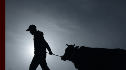 Marak Pencurian Sapi, Warga Tangeban dan Labotan Jadi Korban