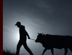 Marak Pencurian Sapi, Warga Tangeban dan Labotan Jadi Korban