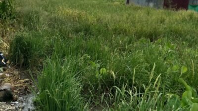 Sekitar 30 Hektare Sawah di Luwuk Timur Gagal Panen, POPT Klaim Belum Sampai 5 Hektare, Petani Minta Cek Lapangan