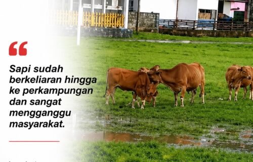 Lapangan Kintom Jadi Tempat Berkeliarannya Sapi, Warga Minta Perda Penertiban Ternak Ditegakkan