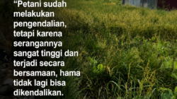 Puluhan Hektare Sawah di Luwuk Timur Gagal Panen, Hama Tikus Mengganas, Petani Rugi Besar