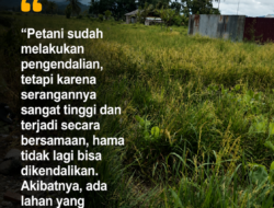 Puluhan Hektare Sawah di Luwuk Timur Gagal Panen, Hama Tikus Mengganas, Petani Rugi Besar