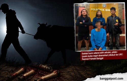 Sadis! Curi Sapi, Pelaku Potong Keempat Kakinya di TKP, Lalu Dijual di Pasar Simpong