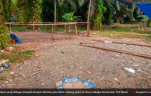 Rugi Rp185 Juta, Anak dan Menantu Belum Pulang: Naso Keluhkan Dampak Dugaan Judi Sabung Ayam di Makapa
