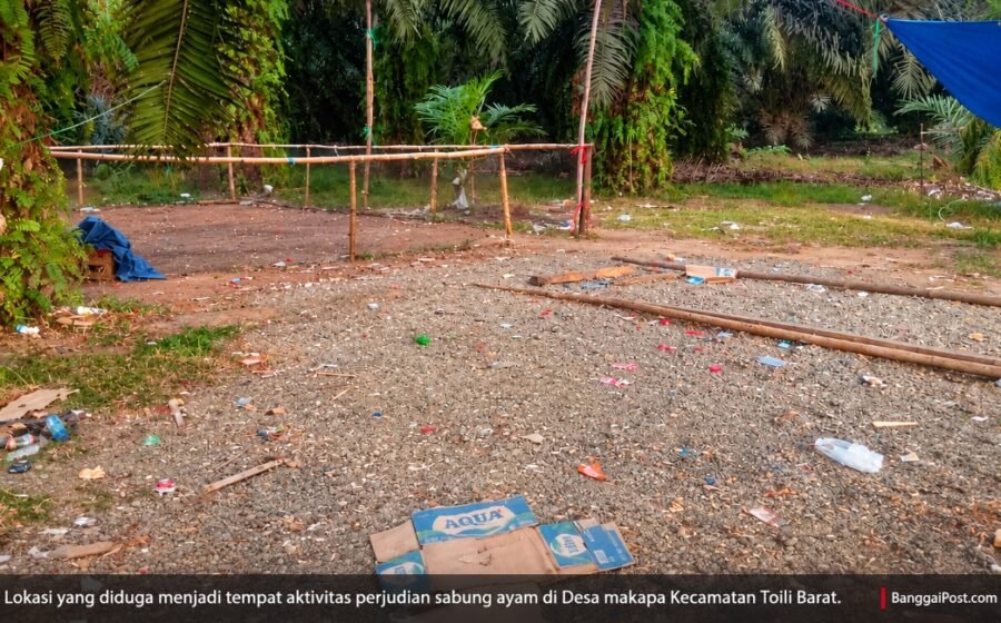 Rugi Rp185 Juta, Anak dan Menantu Belum Pulang: Naso Keluhkan Dampak Dugaan Judi Sabung Ayam di Makapa