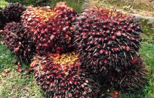 PT KLS Tepis Tudingan Miring Soal Harga TBS, Ferdinand: Kami Ikuti Harga yang Ditetapkan Pemerintah