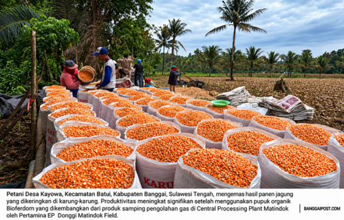 Dengan Bioferdom, Harapan Menguning Bersama Tongkol Jagung