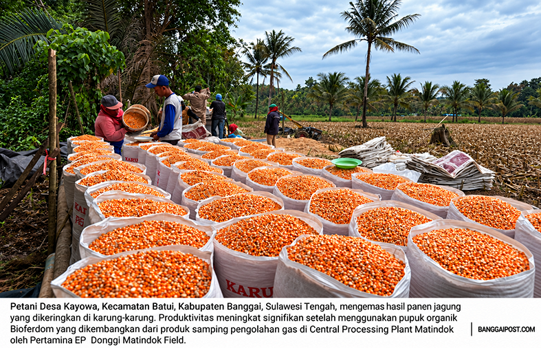 Dengan Bioferdom, Harapan Menguning Bersama Tongkol Jagung