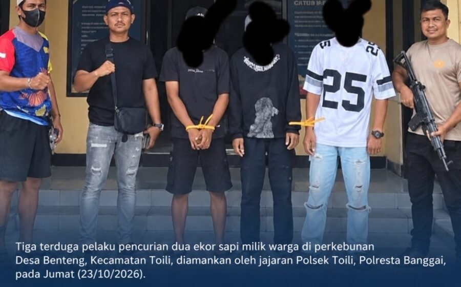 Dua Ekor Sapi Milik Warga Hilang di Kebun Benteng, Tiga Terduga Pelaku Diamankan
