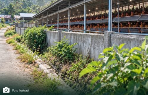Warga Minta Pemdes Evaluasi Seluruh Kandang Ayam di Desa Lontos