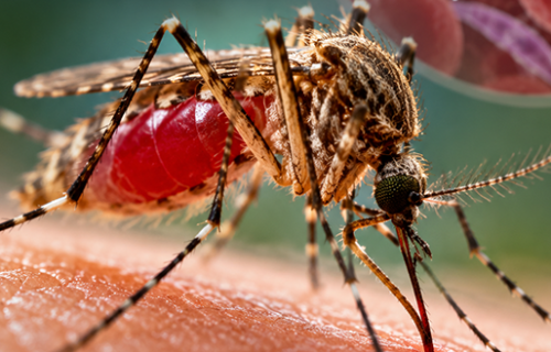 UNICEF Ungkap Lima Strategi Tekan Malaria