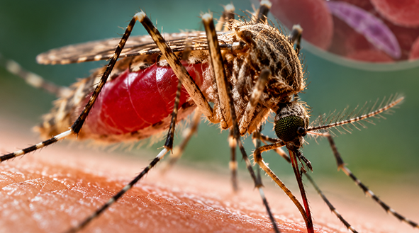 UNICEF Ungkap Lima Strategi Tekan Malaria